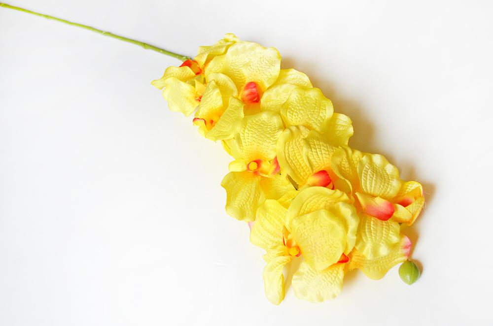 Orchidea
