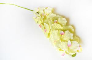 Orchidea