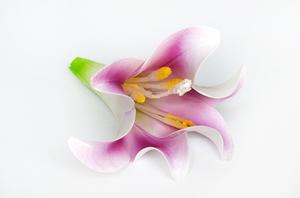 Lilie květy