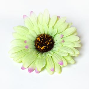 Gerbera