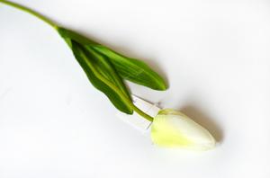 Tulipán