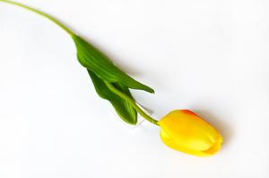 Tulipán