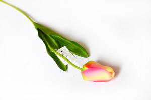 Tulipán