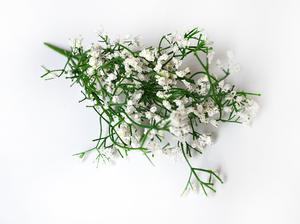 Gypsophila