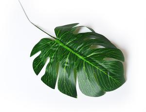 Monstera listy