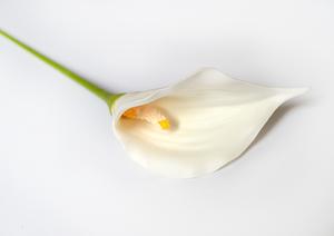 Kala