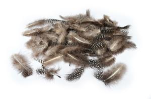 Peříčka kropenatá