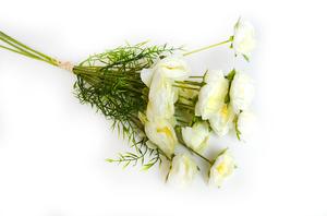 Ranunculus