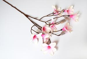 Magnolie