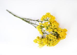 Achillea