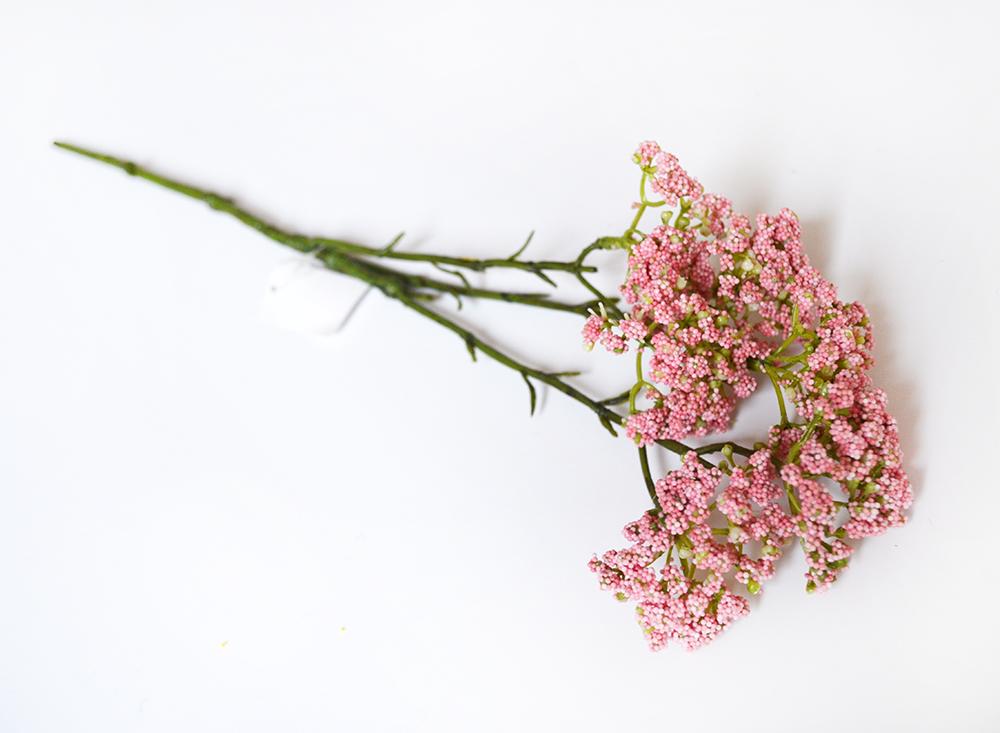 Achillea