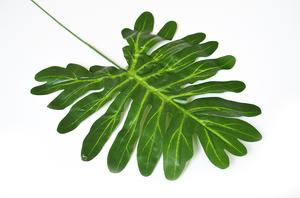 Monstera listy