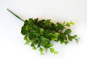 Eukalyptus