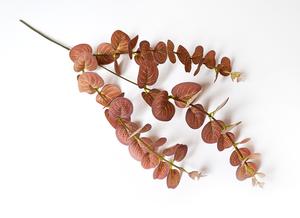 Eukalyptus