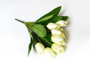 Tulipány