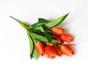 Tulipány