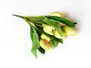 Tulipány