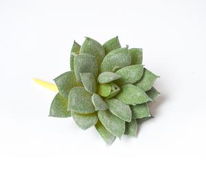 Echeveria