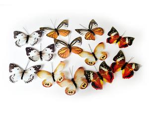 Motýli na skřipci, 4 druhy