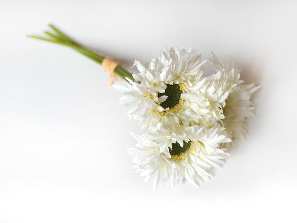 Gerbera