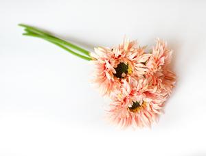 Gerbera