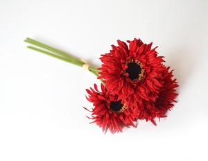 Gerbera