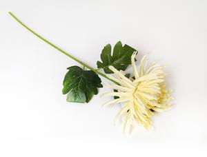 Chryzantéma Chryzantéma