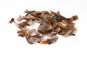 Peříčka bažantí Peříčka bažantí