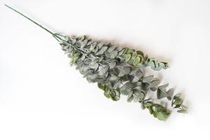 Eukalyptus
