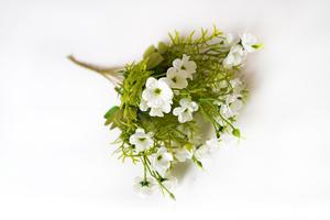 Pryšec chvojka Pryšec chvojka