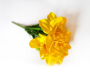 Narciska