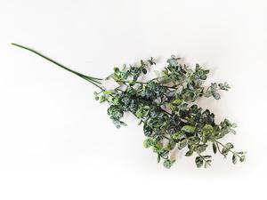 Eukalyptus větěv