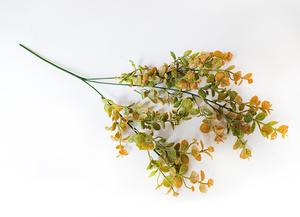 Eukalyptus větěv