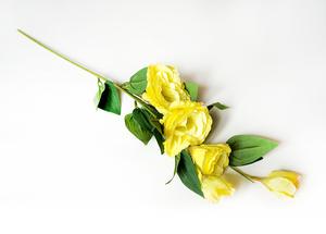 Eustoma