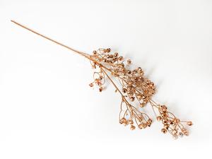 Gypsophila