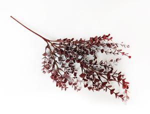 Eukalyptus větev