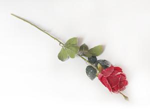 Růže zasněžená Růže zasněžená