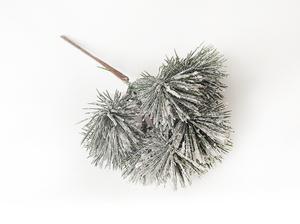 Borovice větvička Borovice větvička